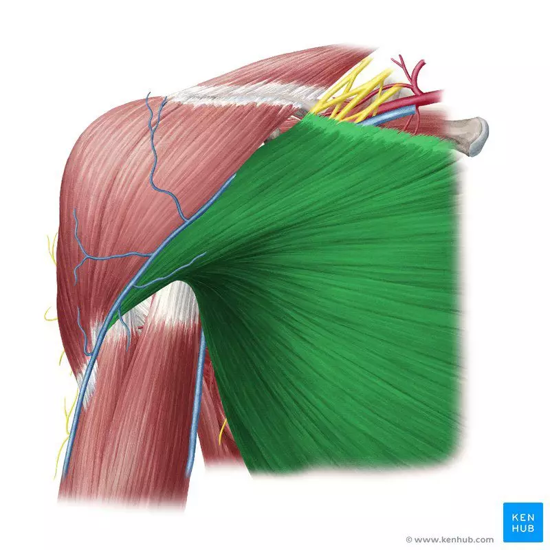 Partie mięśni klatki piersiowej - mięsień piersiowy większy