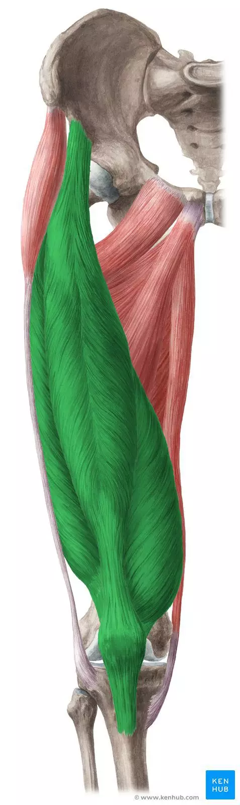 Partie mięśni nóg - mięsień czworogłowy uda