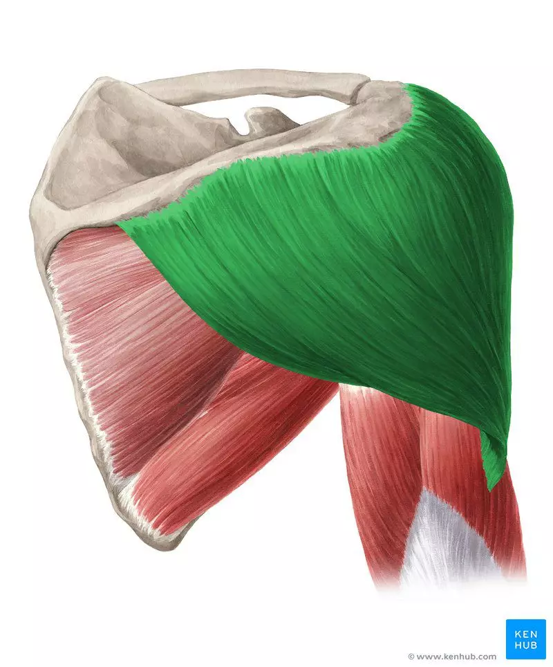 Partie mięśni pleców - mięsień czworoboczny