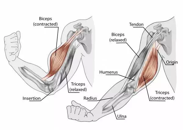 Partie mięśni rąk - biceps i triceps